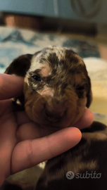 Cucciolo bassotto nano