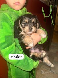 Cuccioli di Morkie