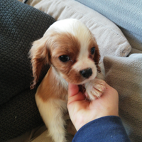 Cavalier king