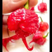 Carolina Reaper Red, White, Trinidad ........