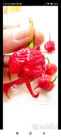 Carolina Reaper Red, White, Trinidad ........