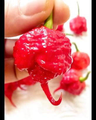 Carolina Reaper Red, White, Trinidad ........