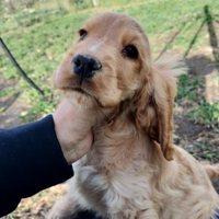 Cocker spaniel inglese pedigree PET TERAPY fulvo