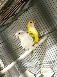 Coppia inseparabile