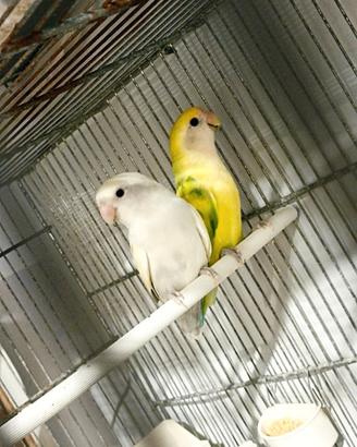 Coppia inseparabile