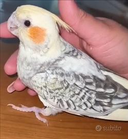 Calopsite allevato a mano