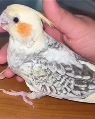 Calopsite allevato a mano