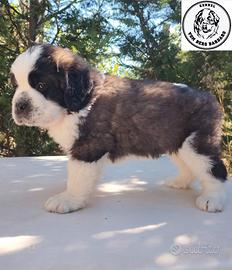 San Bernardo cuccioli con pedigree