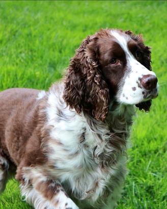 Cane spinger spaniel