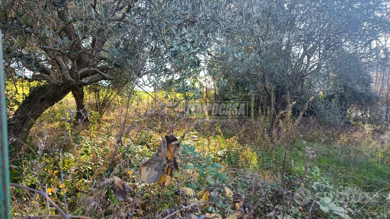 TERRENO AGRICOLO - Altro