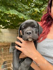 Cuccioli cane corso