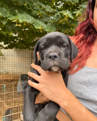 Cuccioli cane corso