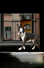 Boston terrier tigrato