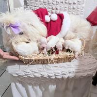 Cucciole di maltese pure