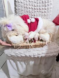 Cucciole di maltese pure