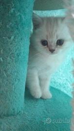 Cuccioli scottish straight