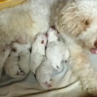 Cuccioli Lagotto romagnoli