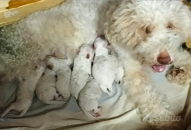 Cuccioli Lagotto romagnoli
