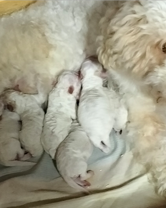 Cuccioli Lagotto romagnoli