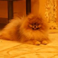 Monta pomerania spitz TOY CAMPIONE DI BELLEZZA