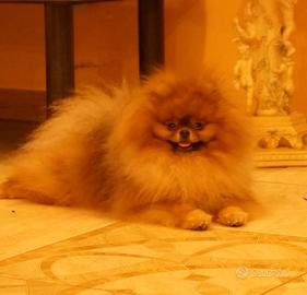 Monta pomerania spitz TOY CAMPIONE DI BELLEZZA