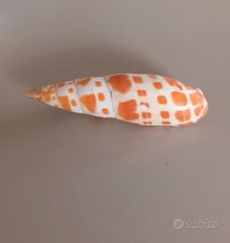 Conchiglia vuota 