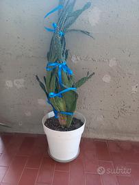 Pianta Grassa Cactus 