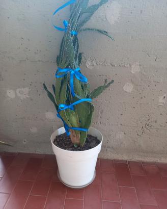 Pianta Grassa Cactus 