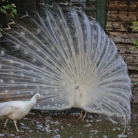Pavone bianco: adulto