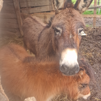 Mini pony asina