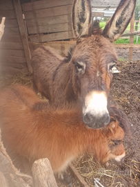 Mini pony asina