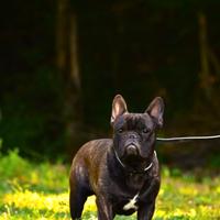 Maschio bouledogue francese