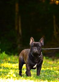 Maschio bouledogue francese