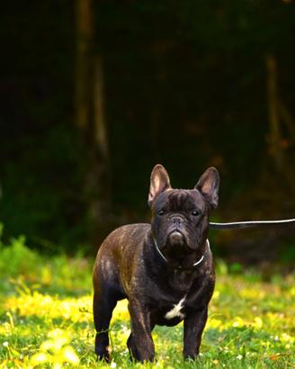 Maschio bouledogue francese