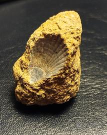 Fossile di conchiglia marina incastonata in pietra