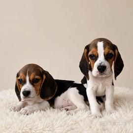 Beagle