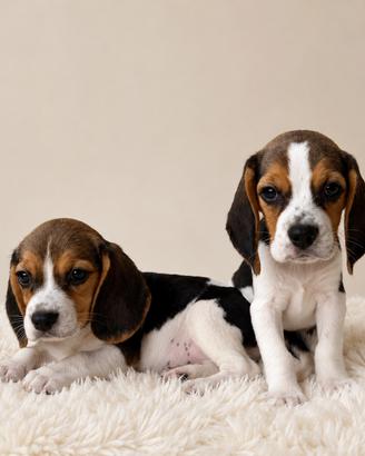 Beagle
