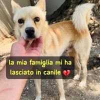 BILLY 18 MESI 13 kg circa