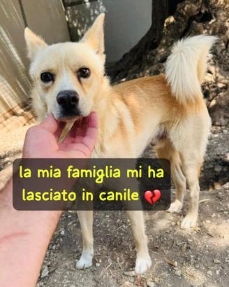 BILLY 18 MESI 13 kg circa