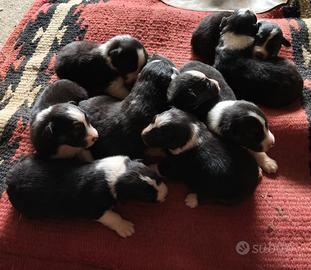 Australian shepherd