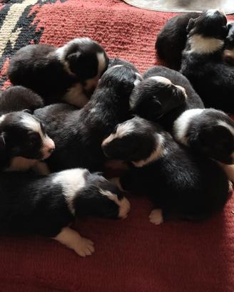 Australian shepherd