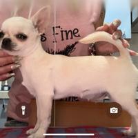 Stalloncino chihuahua per monte