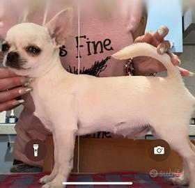 Stalloncino chihuahua per monte