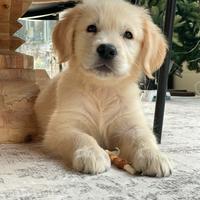 Golden Retriever anglo americana