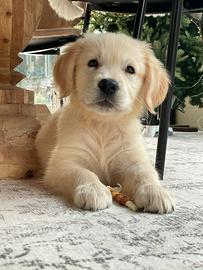 Golden Retriever anglo americana