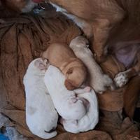 Cuccioli di cane per nuova famiglia