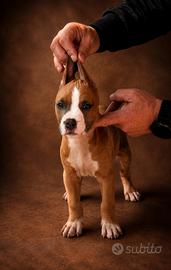 American Pitbull Terrier