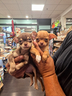 chihuahua-toy-messicano