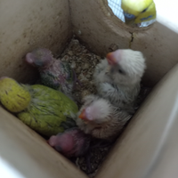 Piccoli di cocorite e non alcune già svezzati