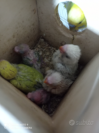 Piccoli di cocorite e non alcune già svezzati